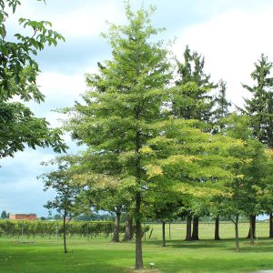 Oak Red - Ontario Native (multiple sizes available)