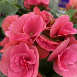 Rieger Begonia (6" pot) - Growers Choice