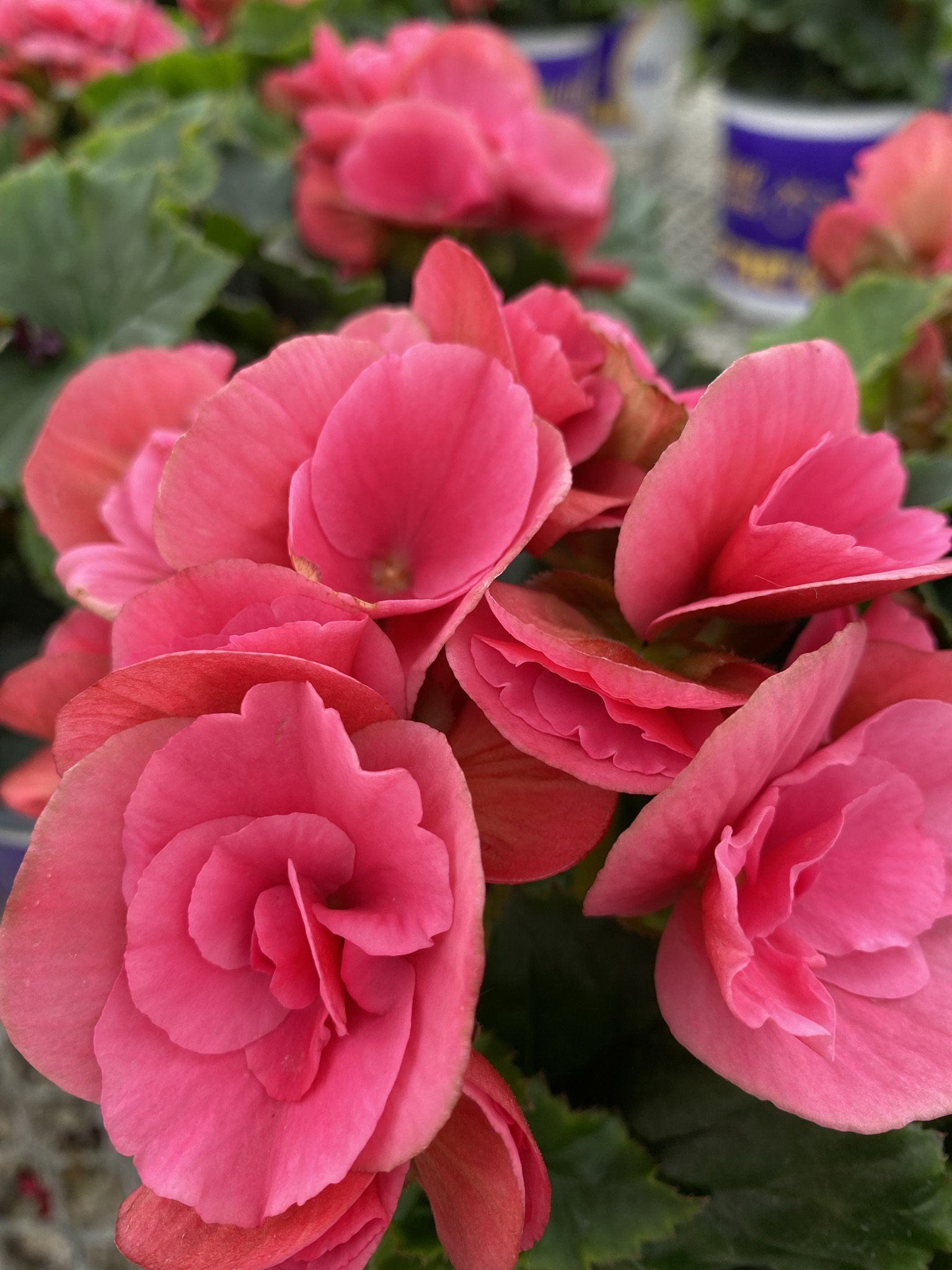 Rieger Begonia (6" pot) - Growers Choice