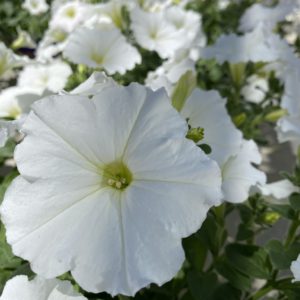 Petunia - Growers Choice (6" pot)