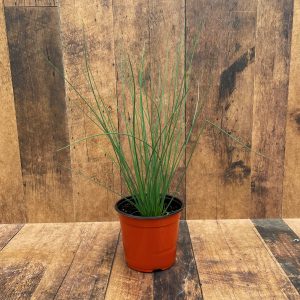 6" Blue Arrow Juncus