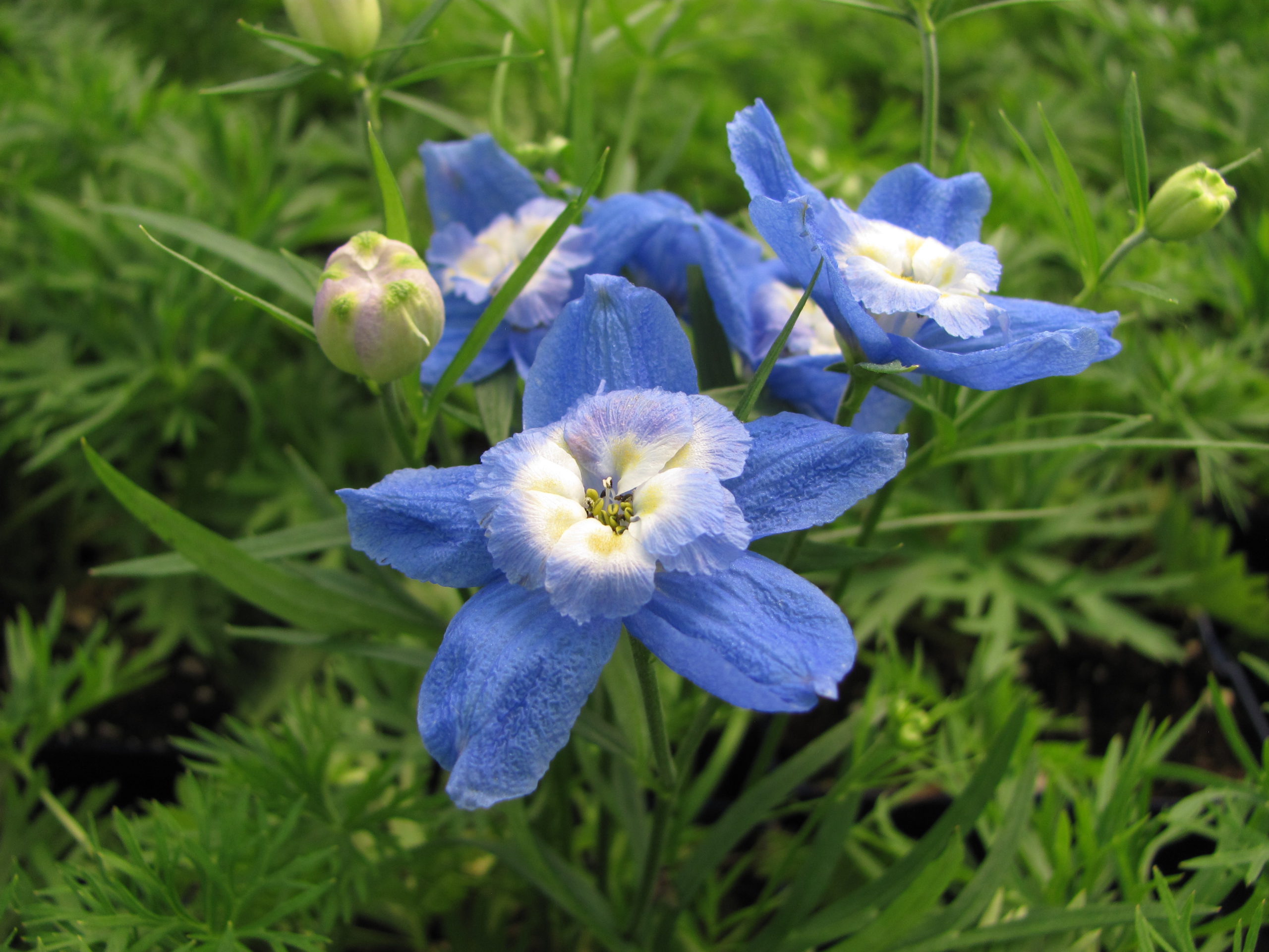 Delphinium Dwarf Blue (1gal pot)