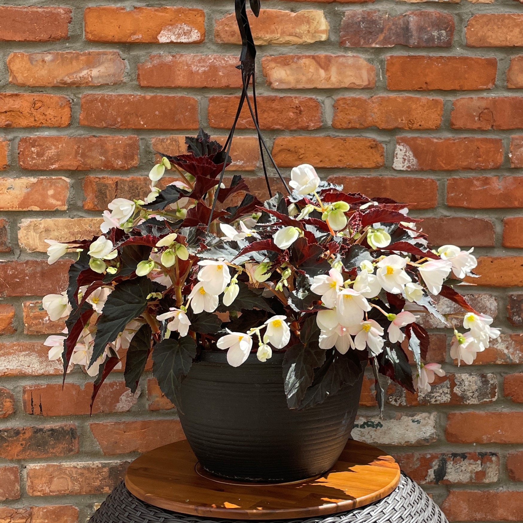 12" Signature - Illumination Begonia Hanging Basket