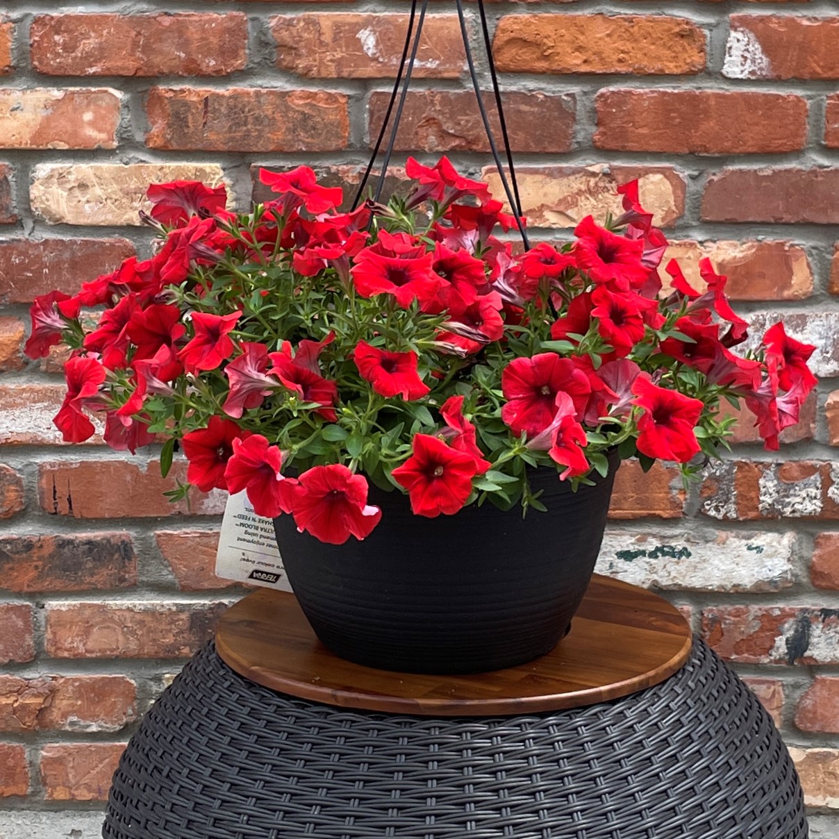 12" Signature - Petunia Hanging Basket - Growers Choice