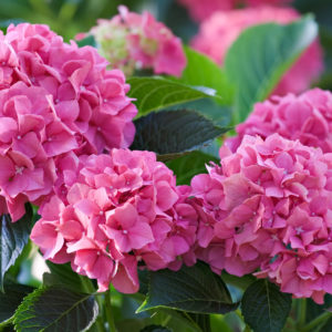 Hydrangea mac Glowing Embers 2gal