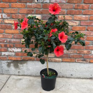 10' Hibiscus standard