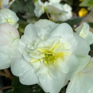 Non Stop Begonia (6" pot)