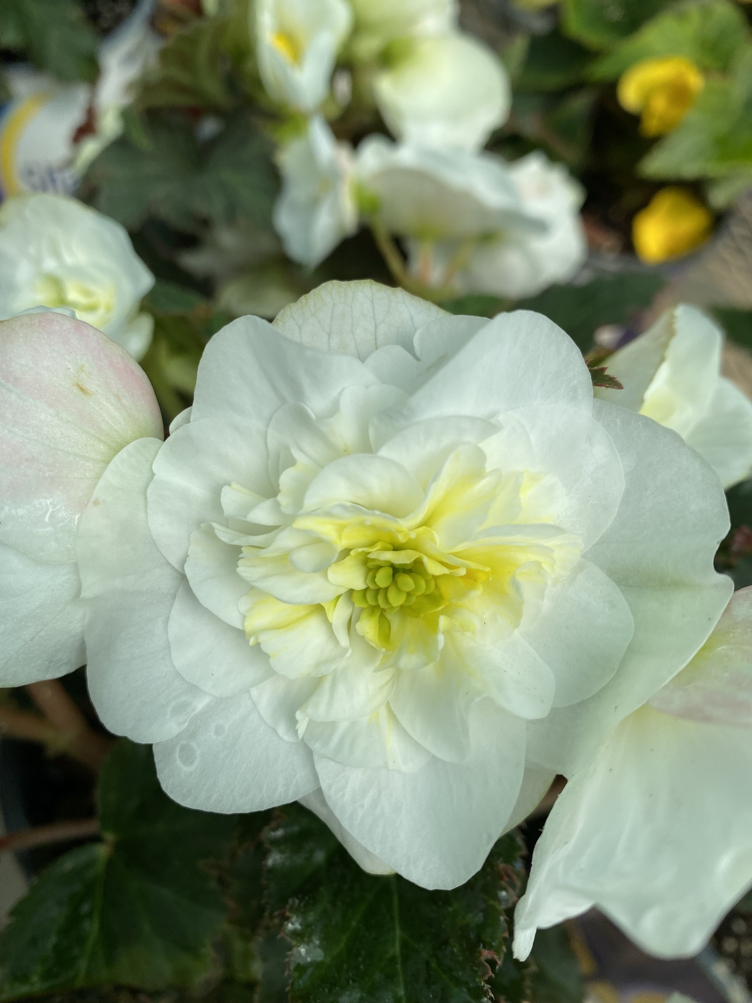 Non Stop Begonia (6" pot)