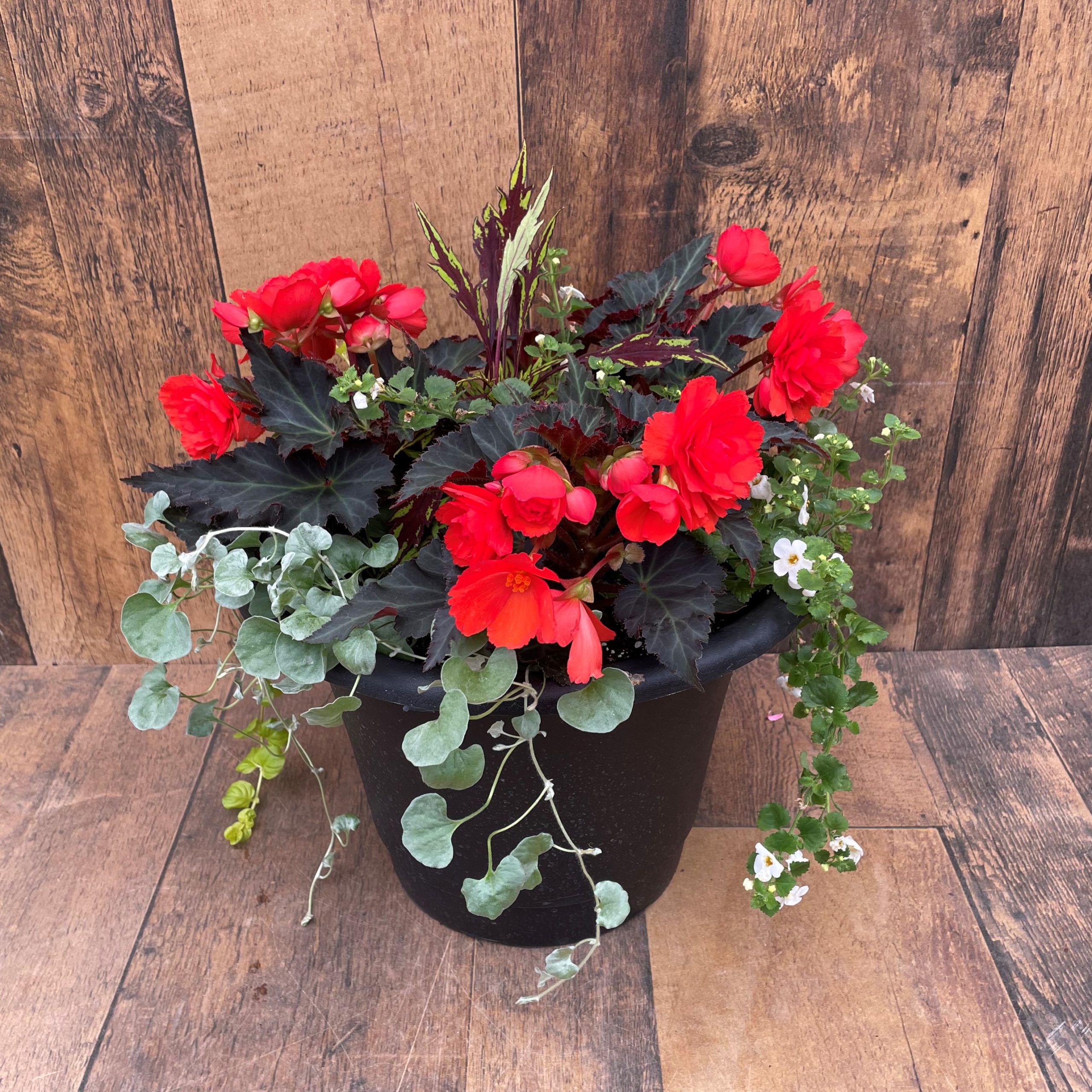 12" Patio Planter - Growers Choice - Shade Mix