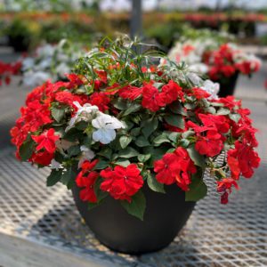 15" Patio Planter - Growers Choice - Shade Mix