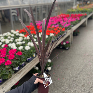 4.5" Red Star Spike (quart)