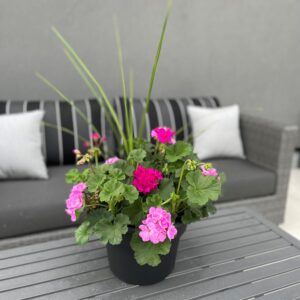 10" Geranium Planter - Growers Choice