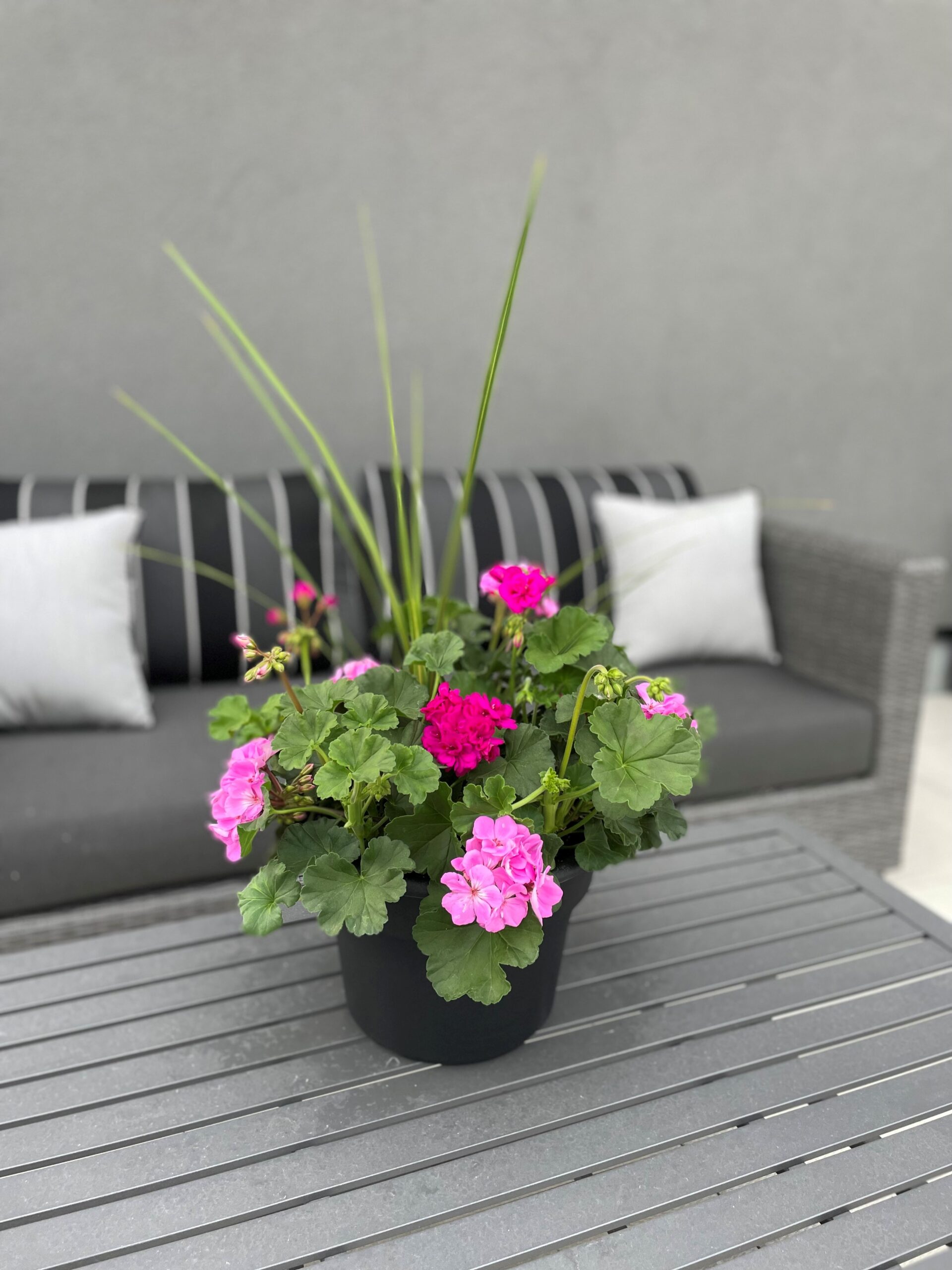 10" Geranium Planter - Growers Choice