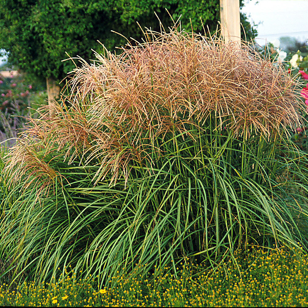 Ornamental Grass - Miscanthus Huron Sunrise 2gal