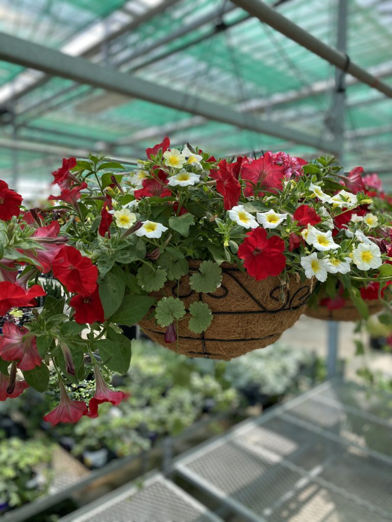 16 inch Sizzle Hanging Basket Sun