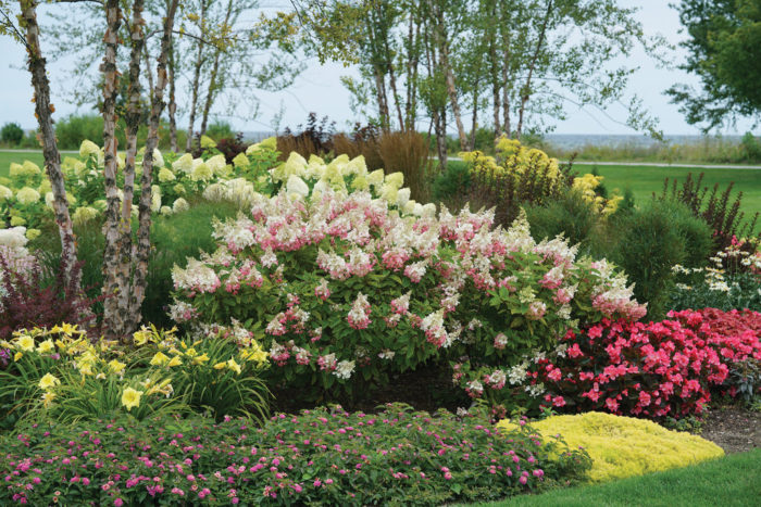 Surefire Shrubs for Colour All Summer