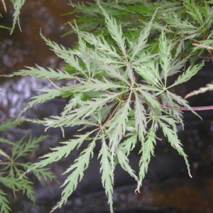 Japanese Maple Cutleaf Tamukeyama