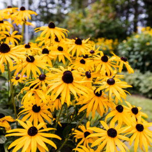 Rudbeckia Goldsturm - Black Eyed Susan