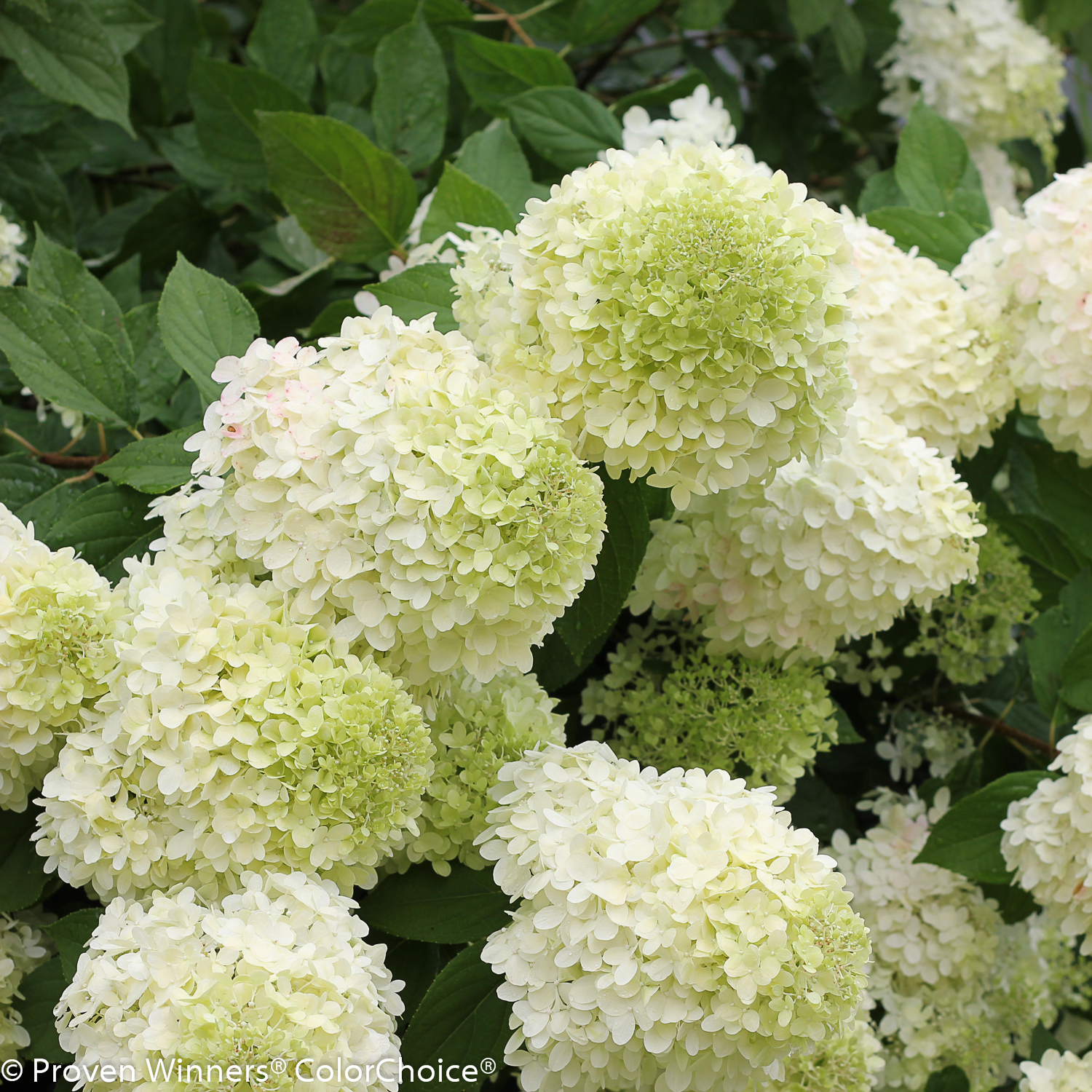 Hydrangea Standard (Tree form) 'Limelight' by Proven Winners 7gal