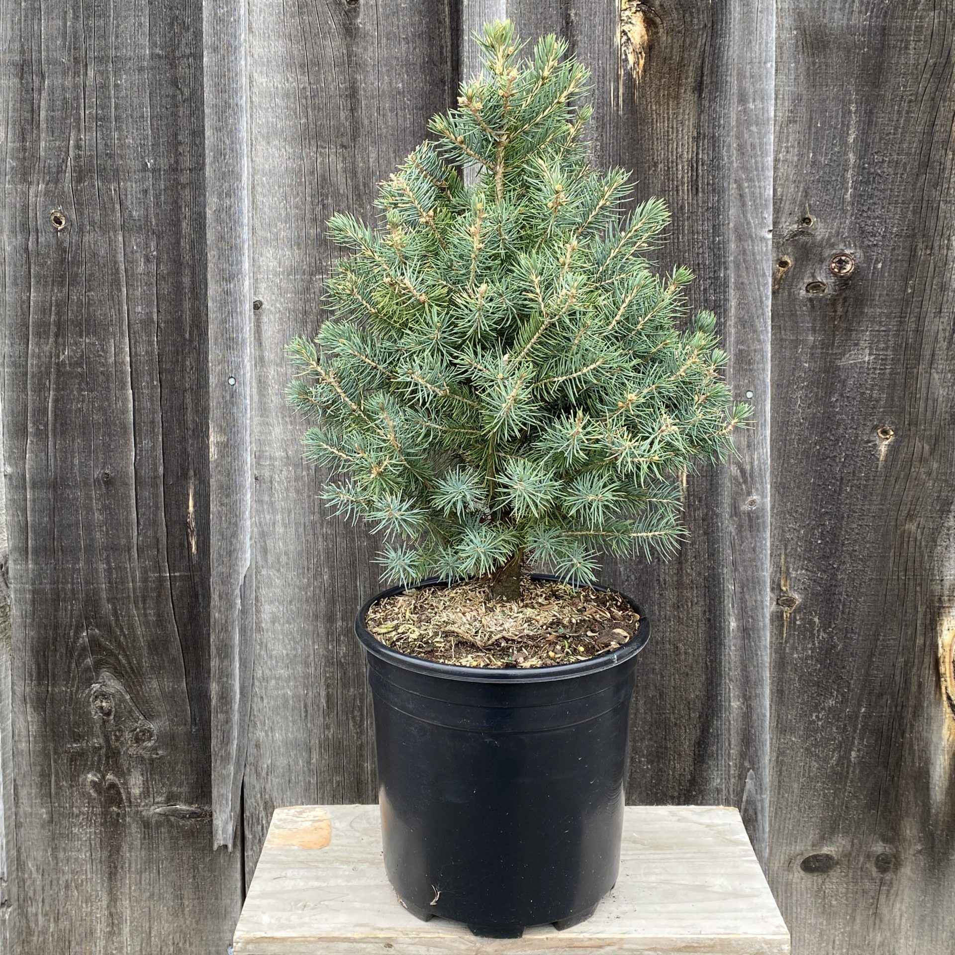 Spruce Baby Blue 3gal