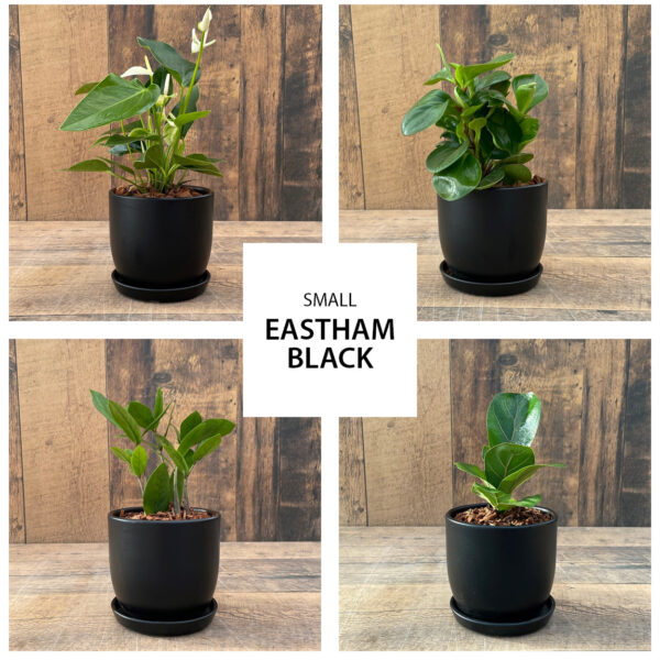 Urban Tropicals 4 inch Eastham Black