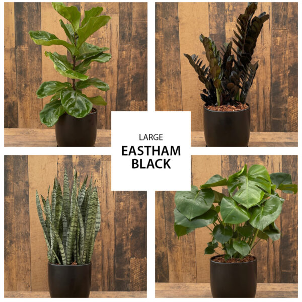 urban tropicals 10 inch eastham black