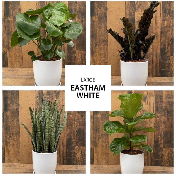 urban tropicals 10 inch eastham white