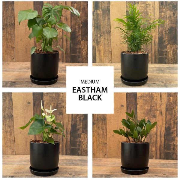 Urban Tropicals 6 inch Eastham Black