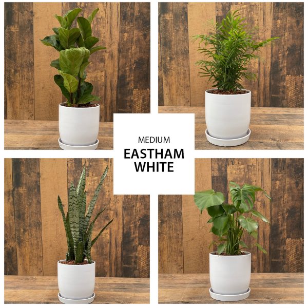 urban tropicals 6 inch eastham white