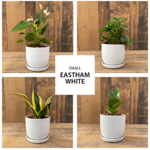 urban tropicals 4 inch eastham white