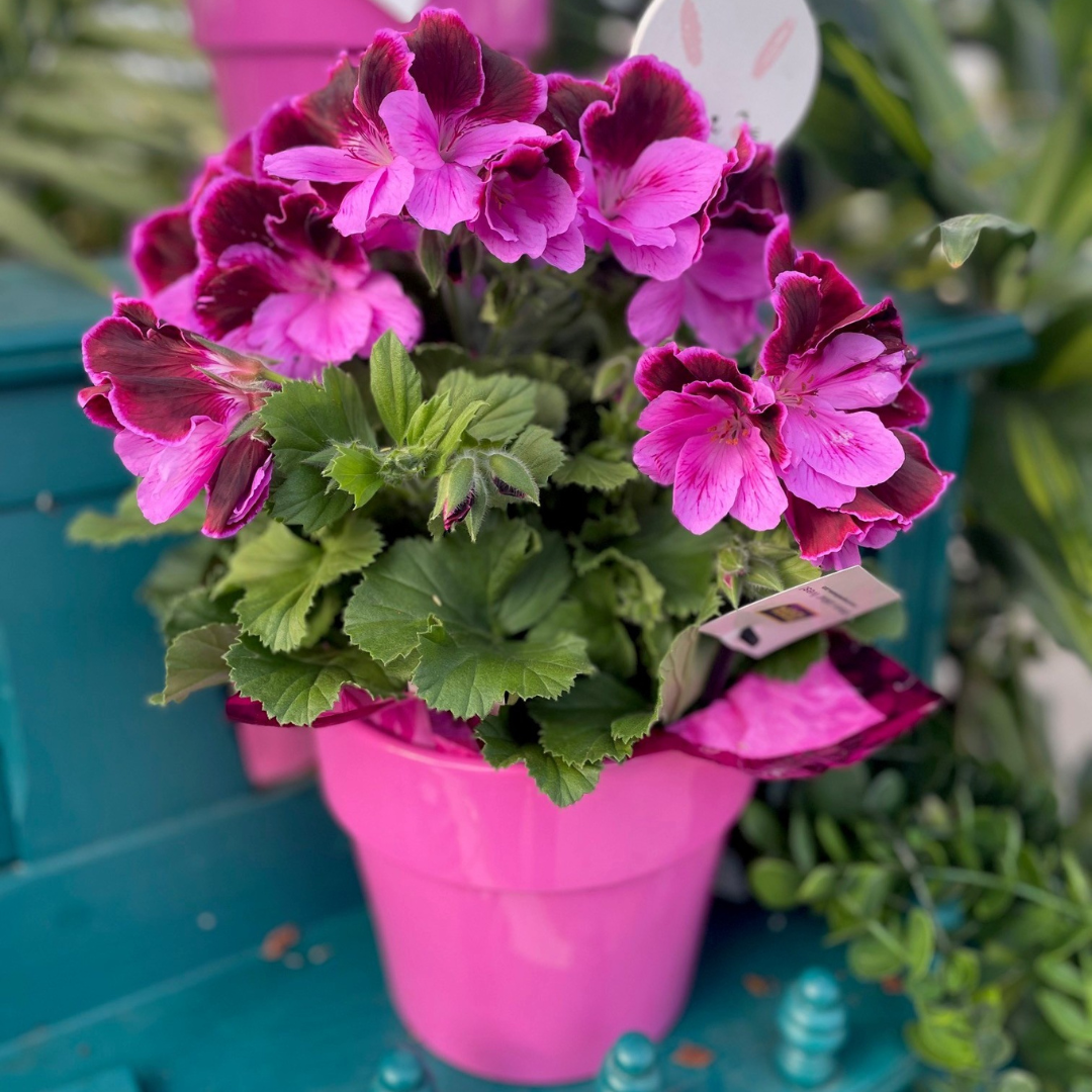 Martha Washington Geranium in Ceramic Pot