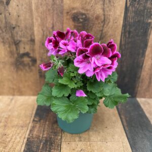 Martha Washington Geranium (6" pot)