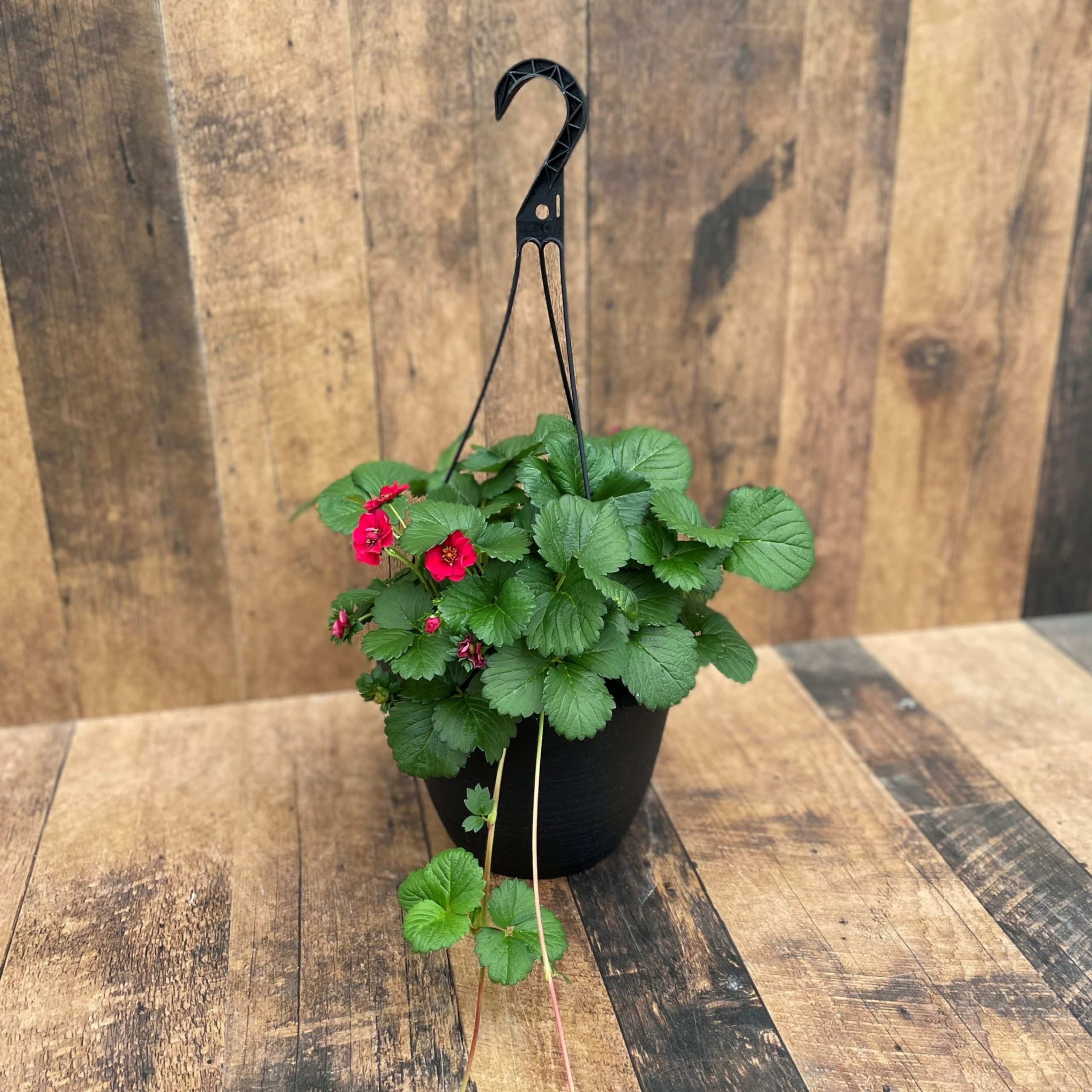 10" Strawberry Hanging Baskets