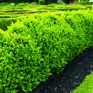 Boxwood Green Mountain (multiple sizes to choose from)