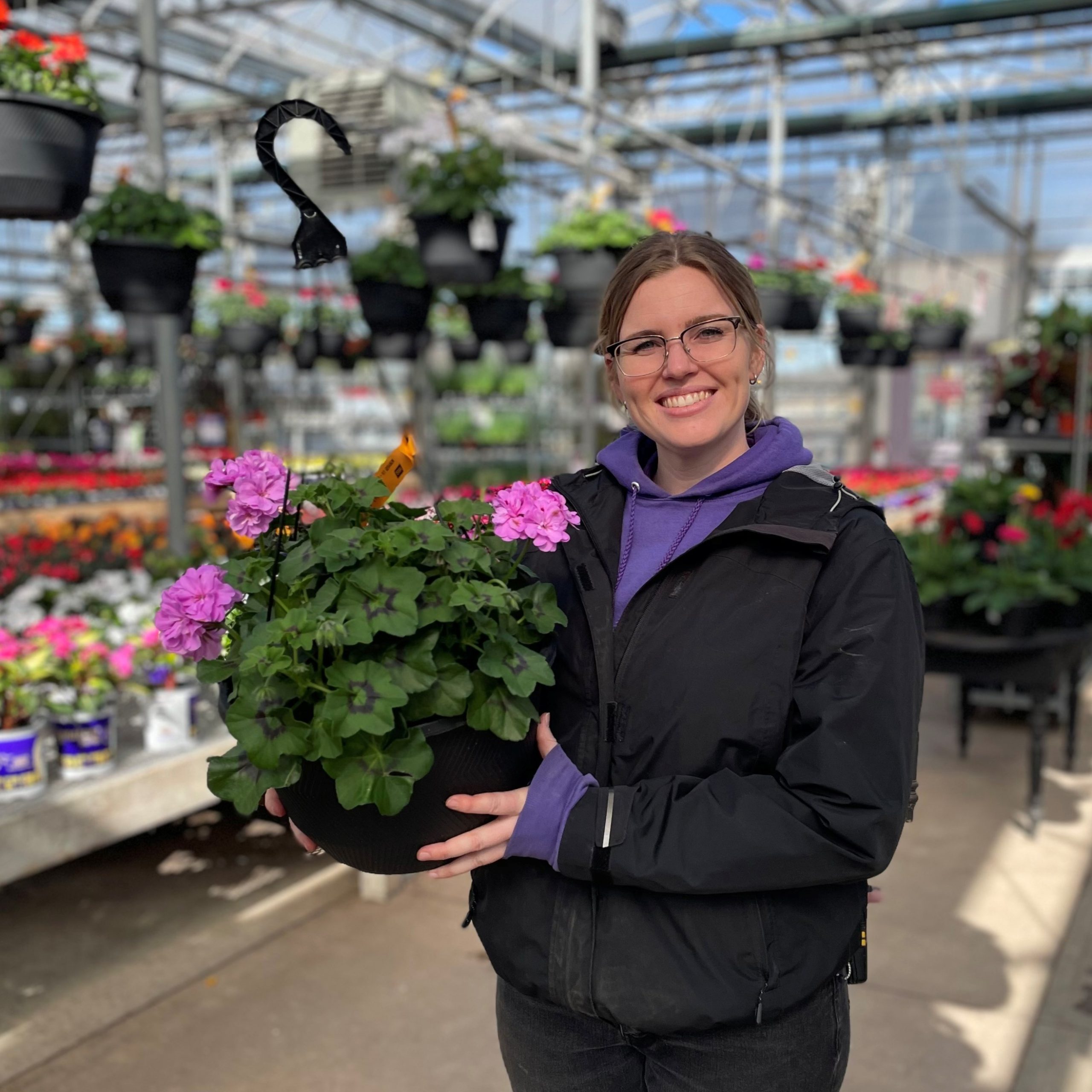 12" Signature - Ivy Geranium Hanging Basket