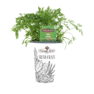 Herbs-Dill