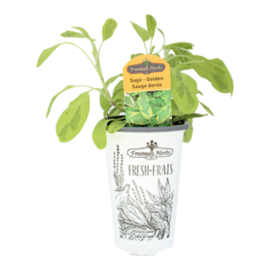 Herbs Sage Golden