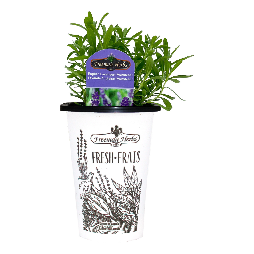 Herbs-Lavender-English