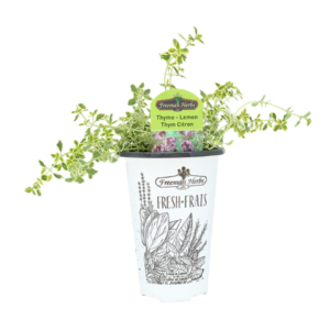 Herbs Lemon Thyme