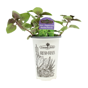 Herbs Peppermint
