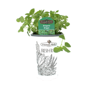 Herbs Oregano