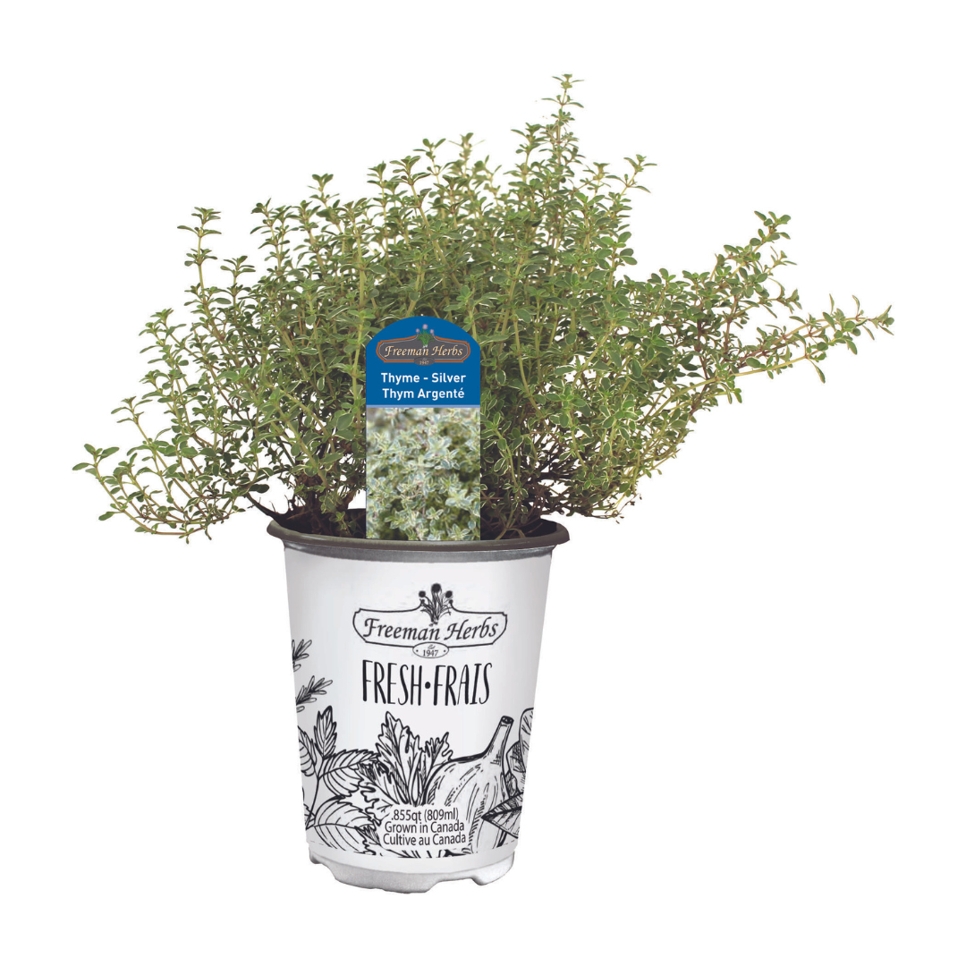 Herbs Silver Thyme