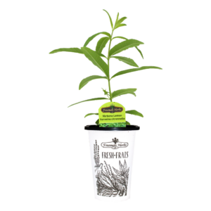 Herbs Verbena Lemon