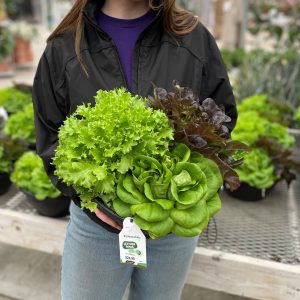 12" Mixed Lettuce Bowl