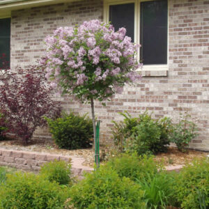 Dwarf Lilac Standard Tree Form 125cm 5gal