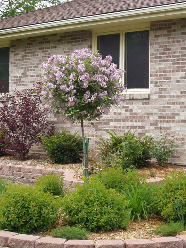Dwarf Lilac Standard Tree Form 125cm 5gal