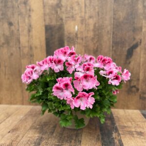 10" Martha Washington Geranium Hanging Basket