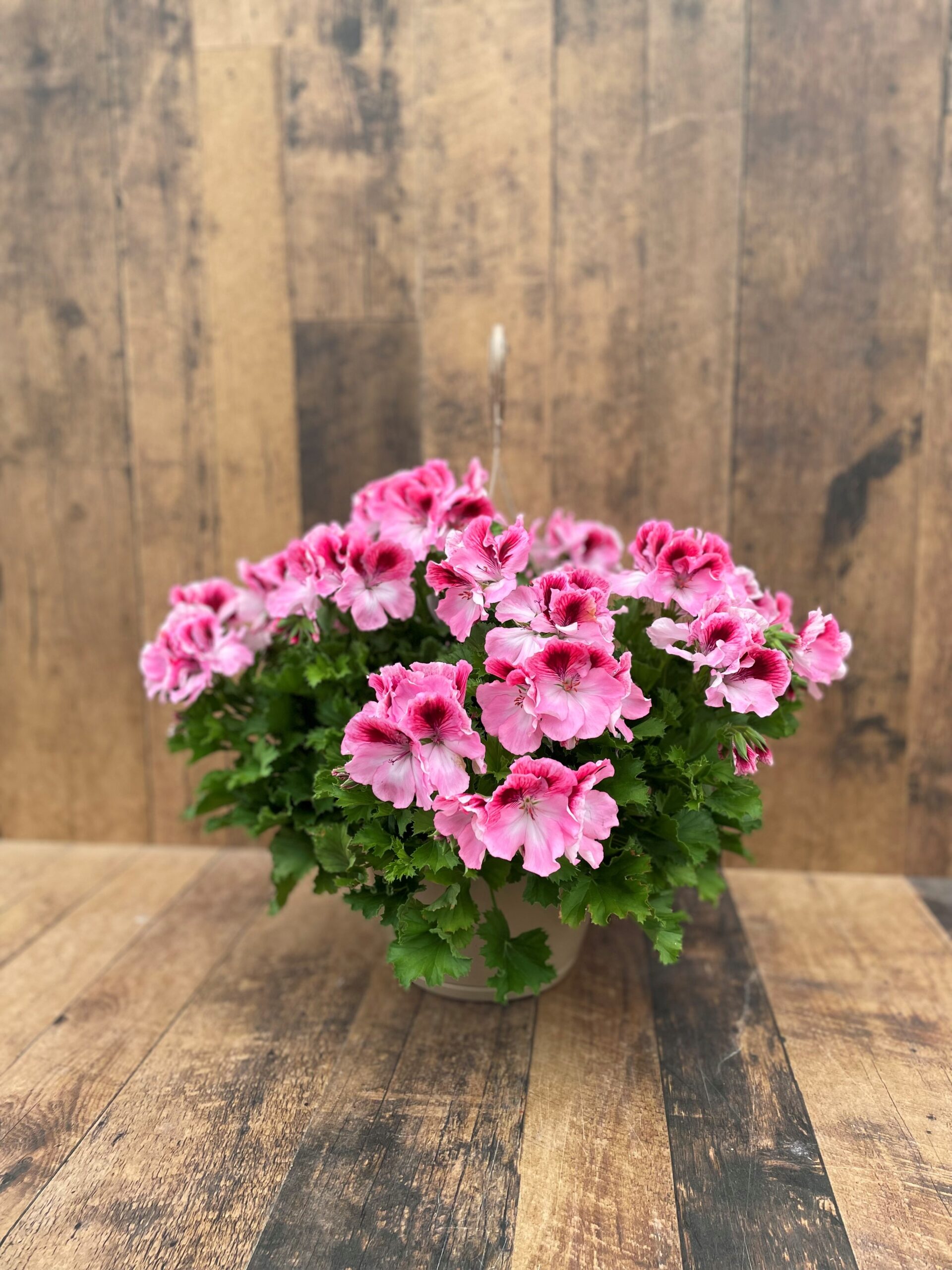 10" Martha Washington Geranium Hanging Basket