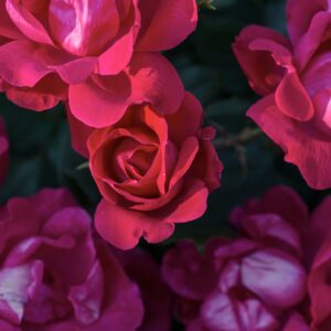 Rose Knock Out® (2gal pot)