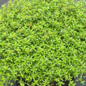 Creeping Thyme 1 Gal